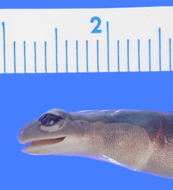 Media type: image; Herpetology A-28284